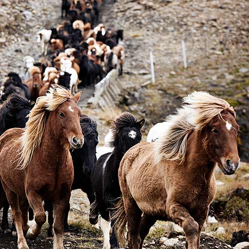 Horse Round up ©Islandshestar