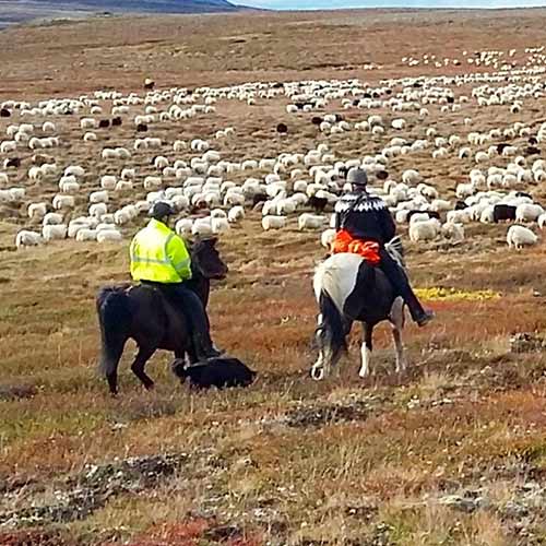 Sheep Round-Up ©Islandshestar