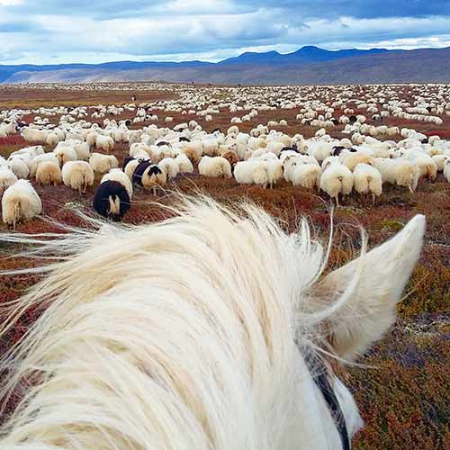 Sheep Round-up ©Islandshestar