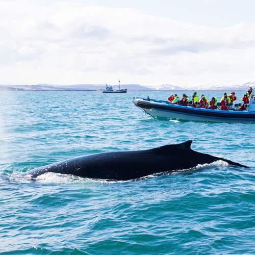 Humpback Whale ©Hermann Gudmundsson