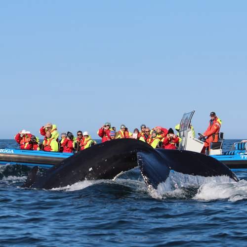 Whale Watching Iceland ProTravel