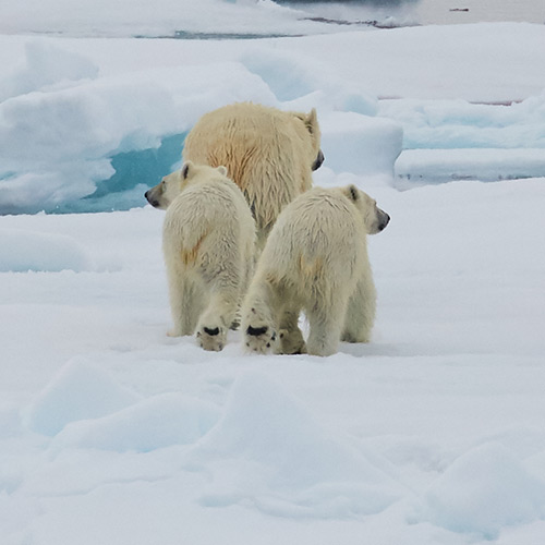 North Spitzbergen (c)Markus Eichenberger - Oceanwide Expeditions