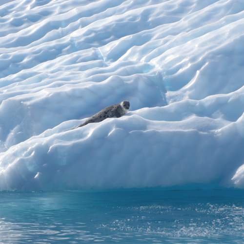 Greenland.com
