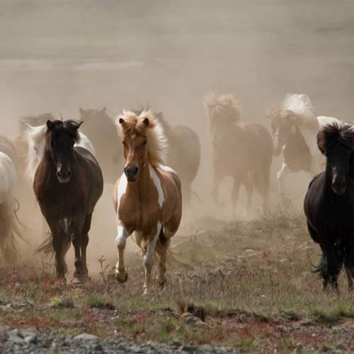 Horseback riding