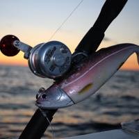fish caught on a hook
