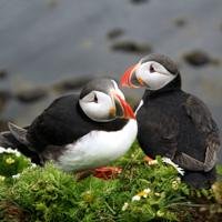 Puffins