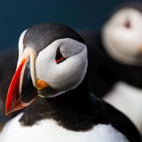 Puffin