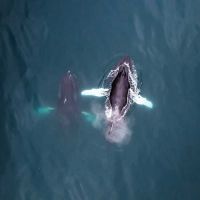 Whale ©Thrainn Kolbeinsson 