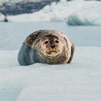 Seal in the water ©Thorsteinn Roy Johannsson