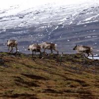Reindeer ©Icelandic Explorer - Austurbru