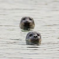 Seals ©Jonas Ottos Markadsstofa
