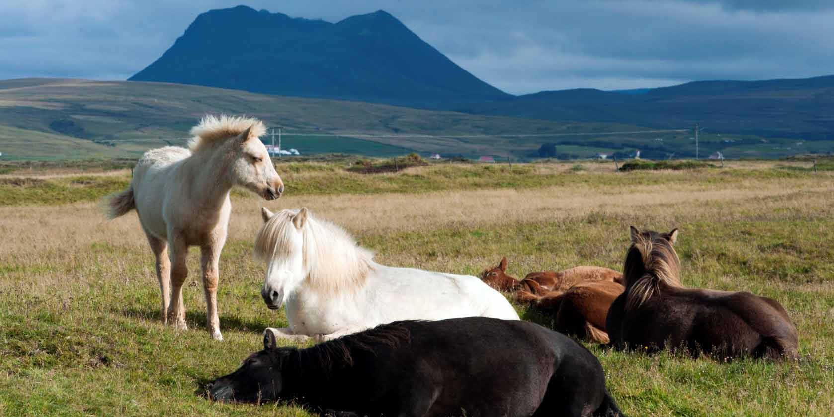 Iceland ProTravel