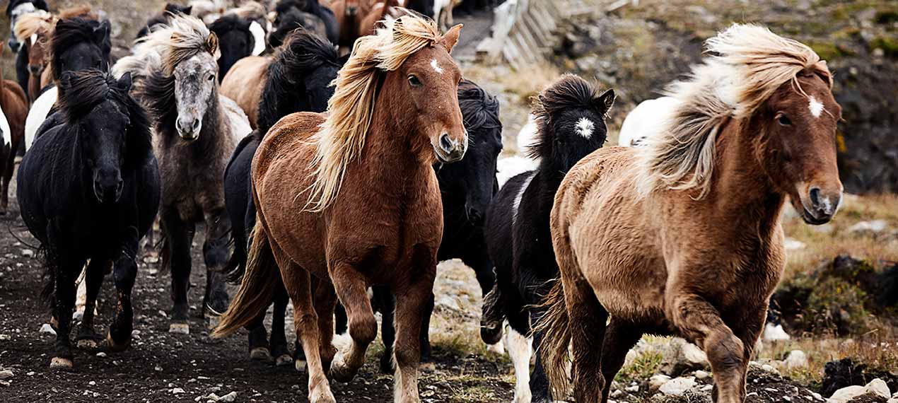 Iceland Riding Vacation - Horse Round up Northwest Iceland| Iceland ...