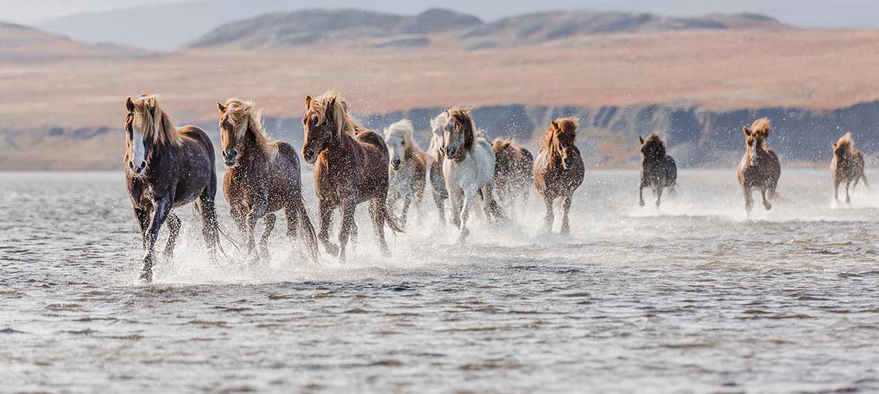 Iceland Riding Vacation - Horse Round-up Laufskalarettir | Iceland ...