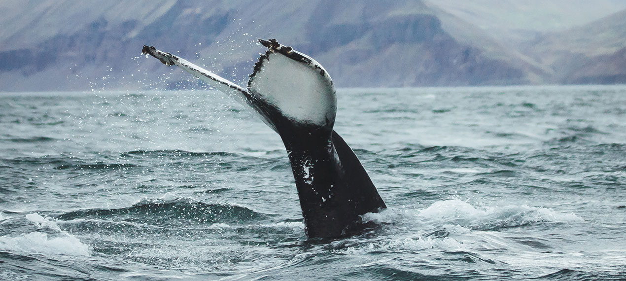 Iceland ProTravel picture
