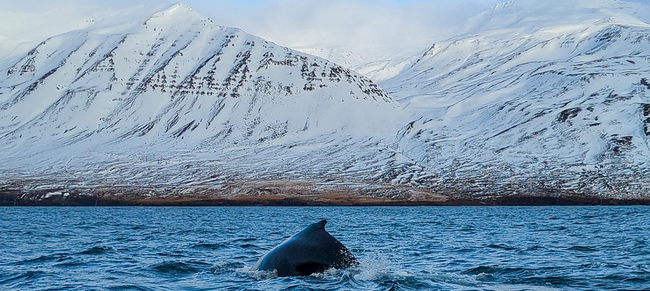 Iceland ProTravel picture