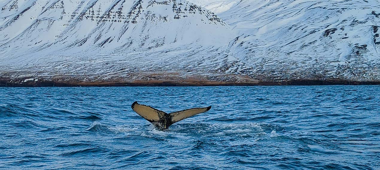 Iceland ProTravel picture
