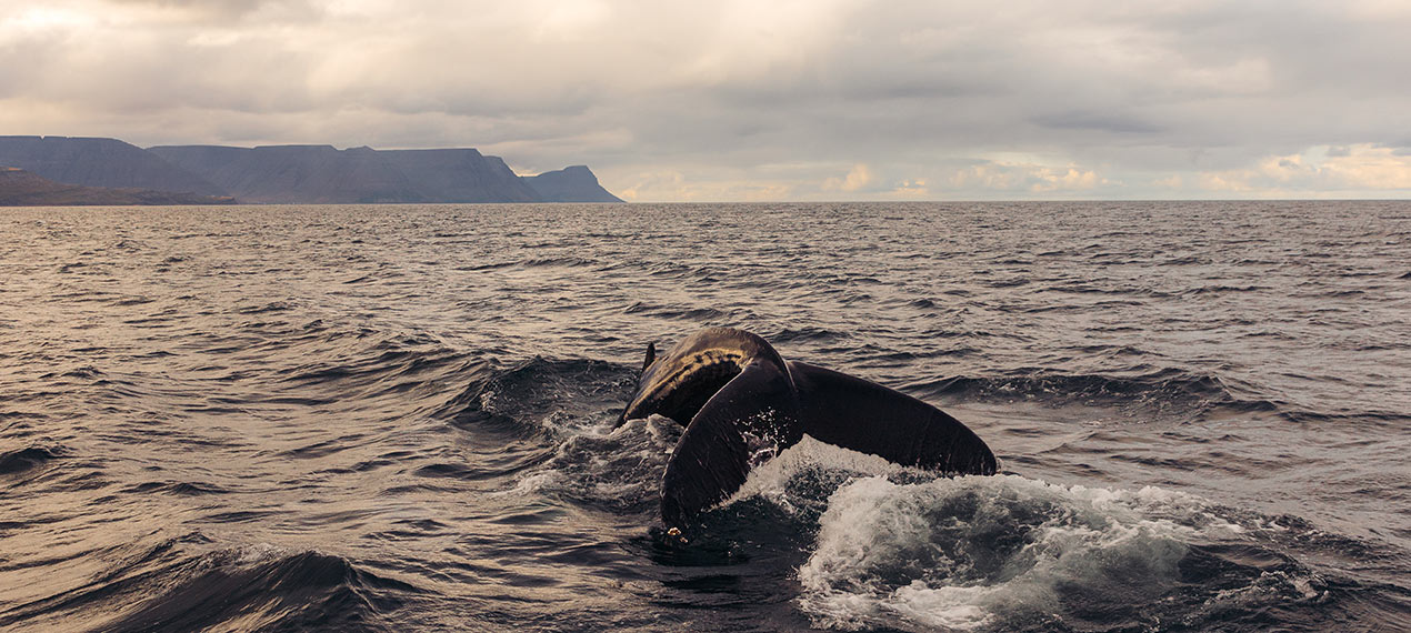 Iceland ProTravel picture